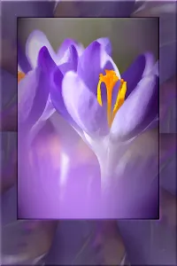 krokus.webp