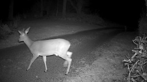 Rehbock 01.02.26.jpg