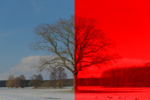 Baum_Deckfolie_rot .jpg