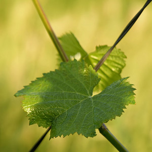 weinblatt-imfadenkreuz-mitt-gr-ag-mar-03-23-gi.jpg