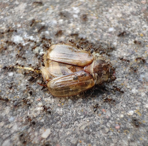 20230621_183902.jpg (625.67 KiB) 10835 mal betrachtet Guten Appetit! (Sorry, ich habe hier in der Wildnis keinen Zugang zu meiner Galerie - deshalb als Anhang)